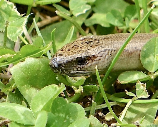 slow-worm